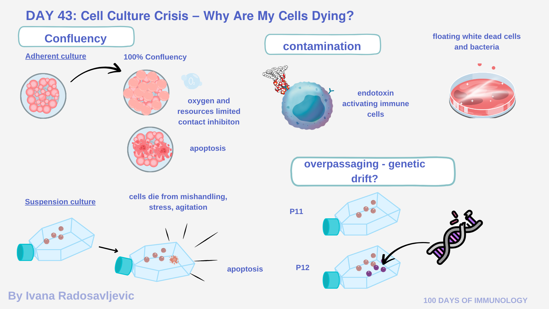 My Cell Cell Culture Crisis: Wh Are My Cells Dying, Day 43 – Ivana ...